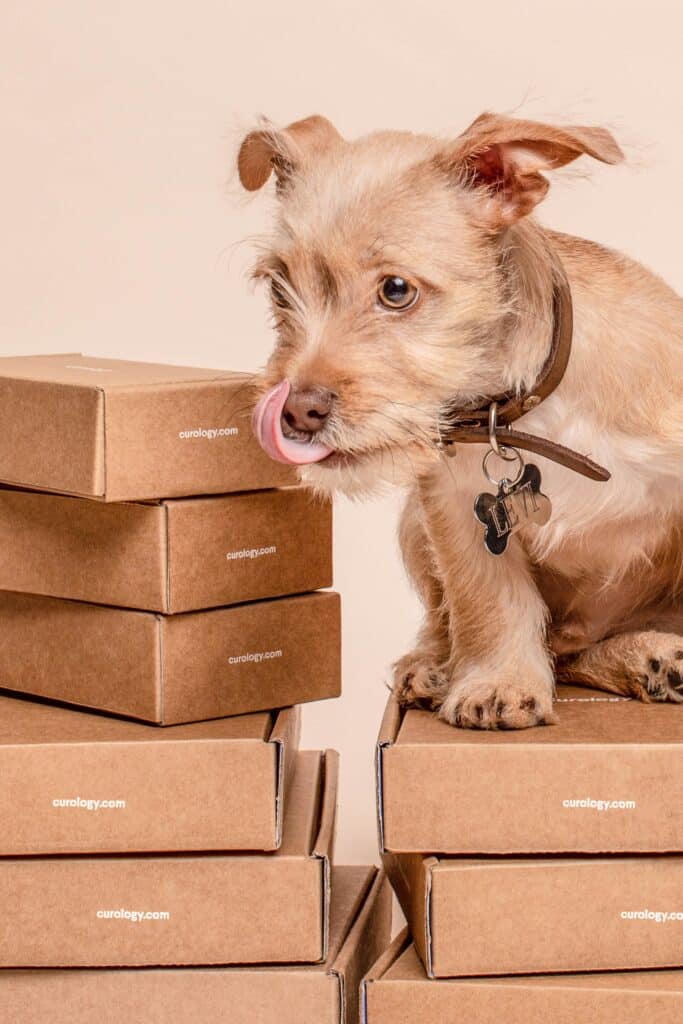 Pas i kutije iz agencije za selidbu koje pokazuju prednost profesionalnog pakovanja pre selidbe u Beograd