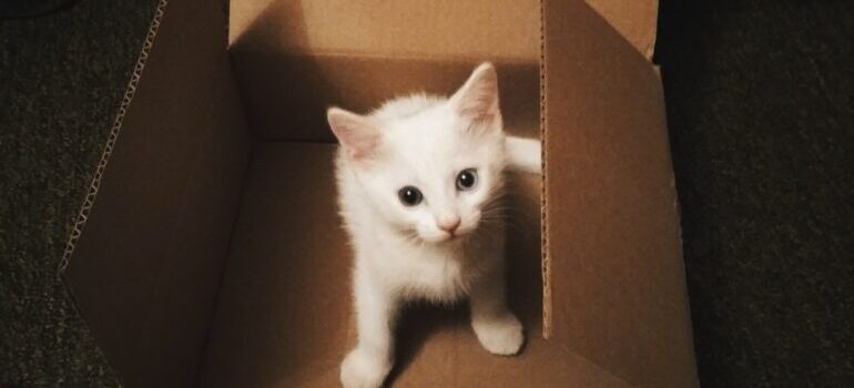 Maca u kutiji